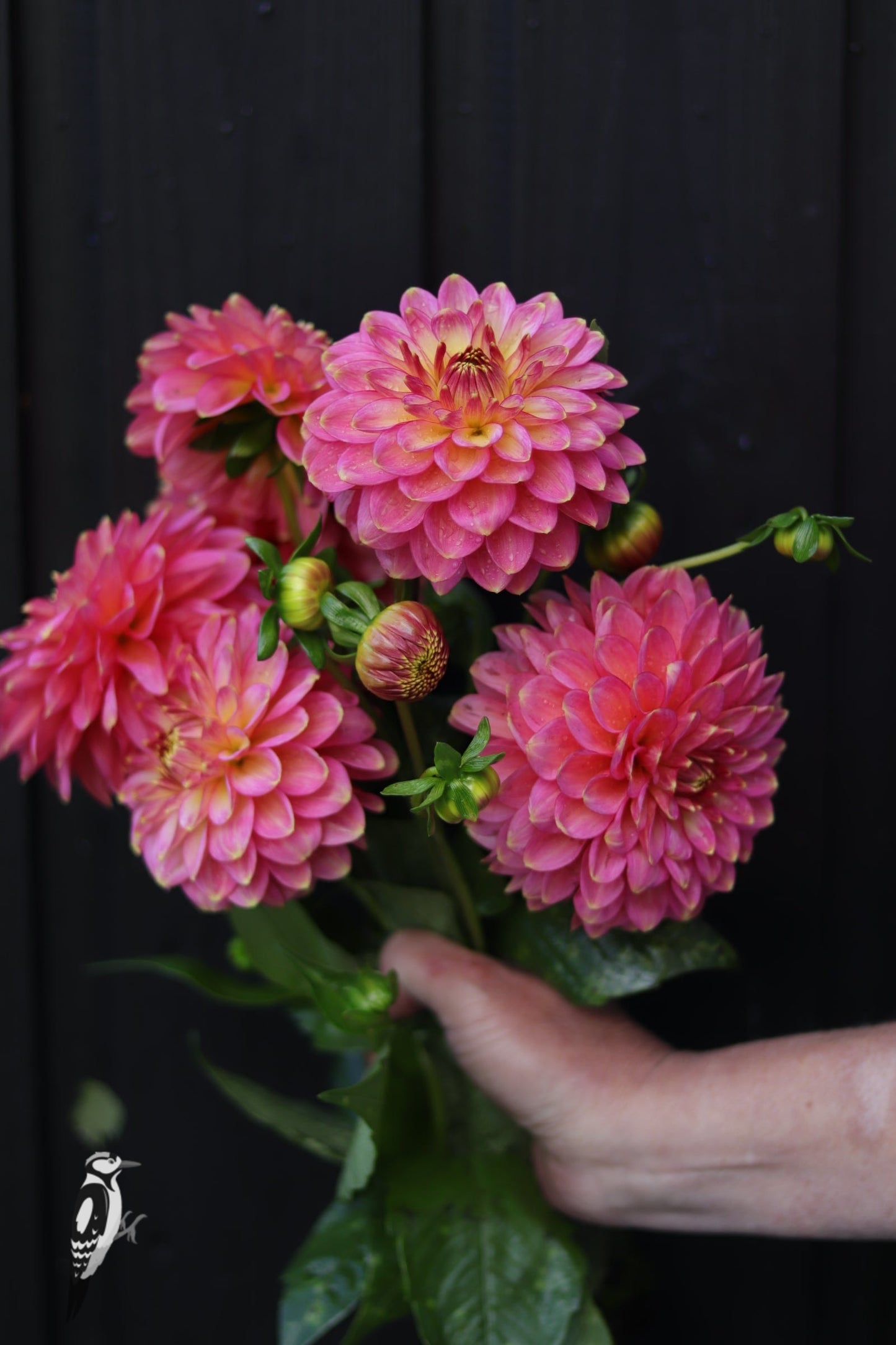 Dahlia Rina Bredie
