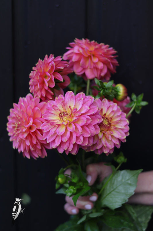 Dahlia Rina Bredie