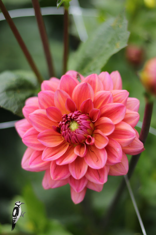 Dahlia Salmon Runner