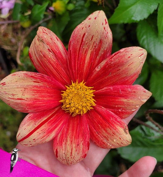 Dahlia Zaden