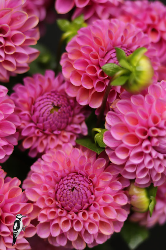 Dahlia Isabel
