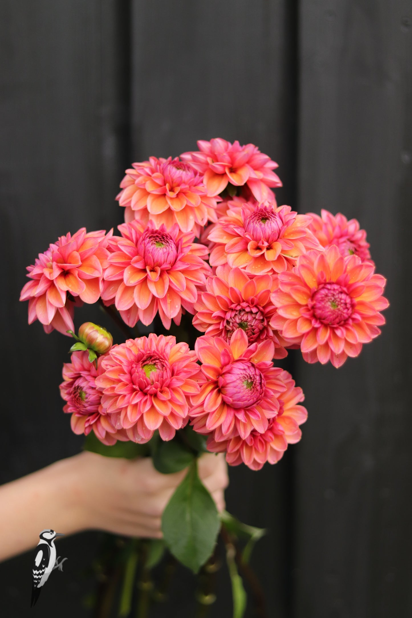 Dahlia Daisy Duke