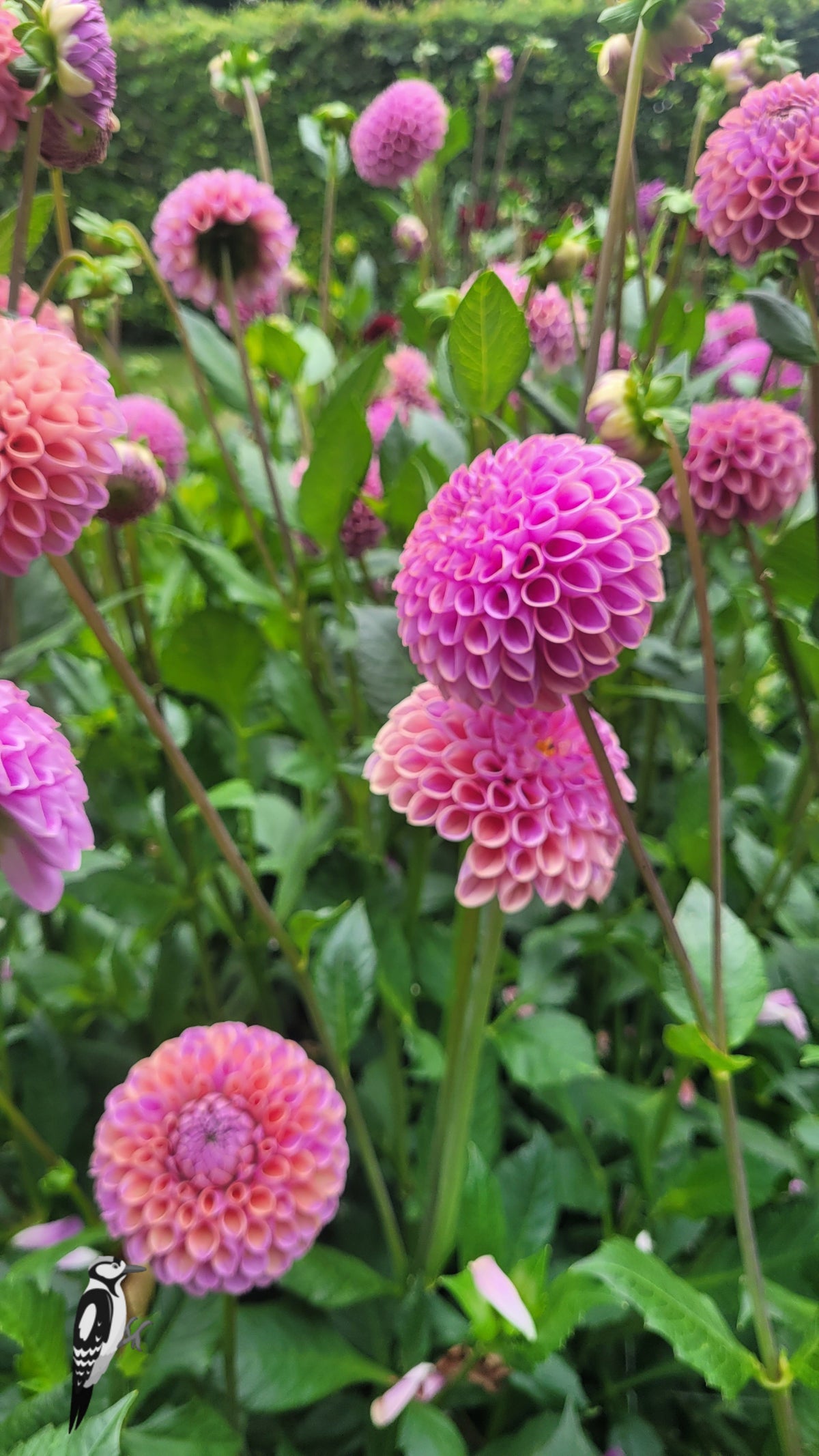 Dahlia Isabel