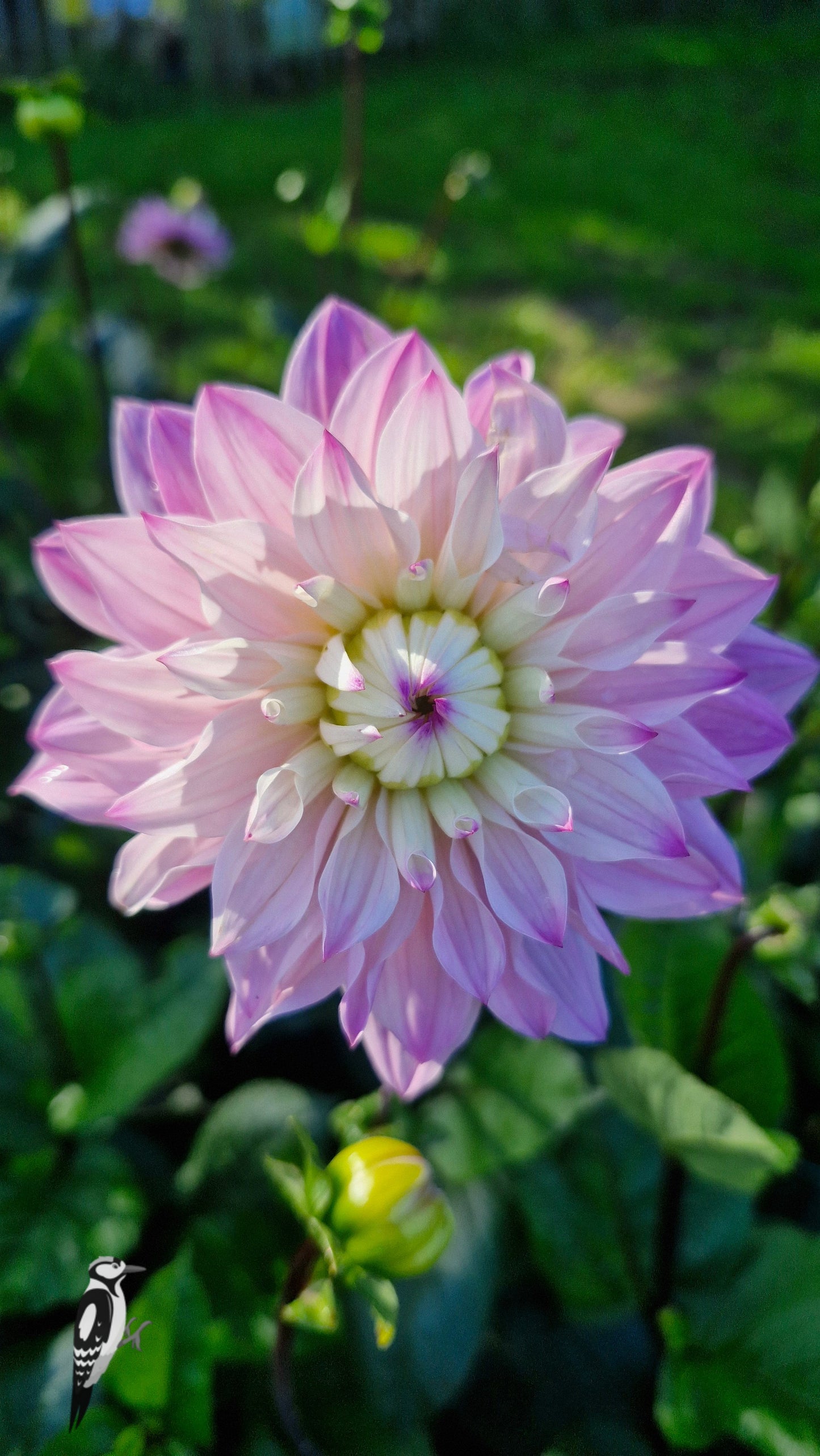 Dahlia Karma Prospero