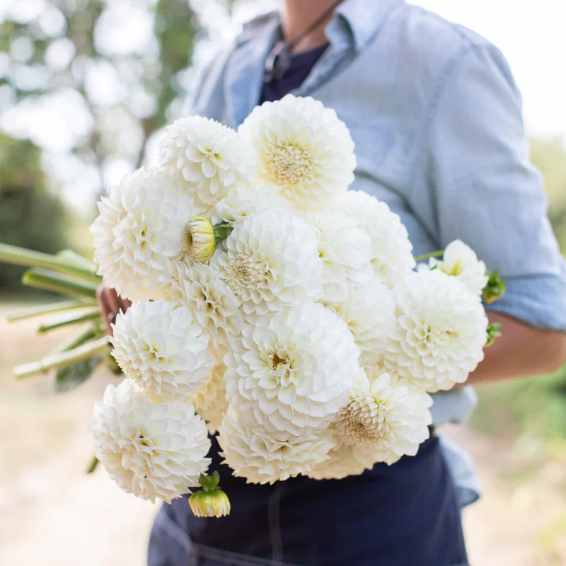 Dahlia Boom boom white