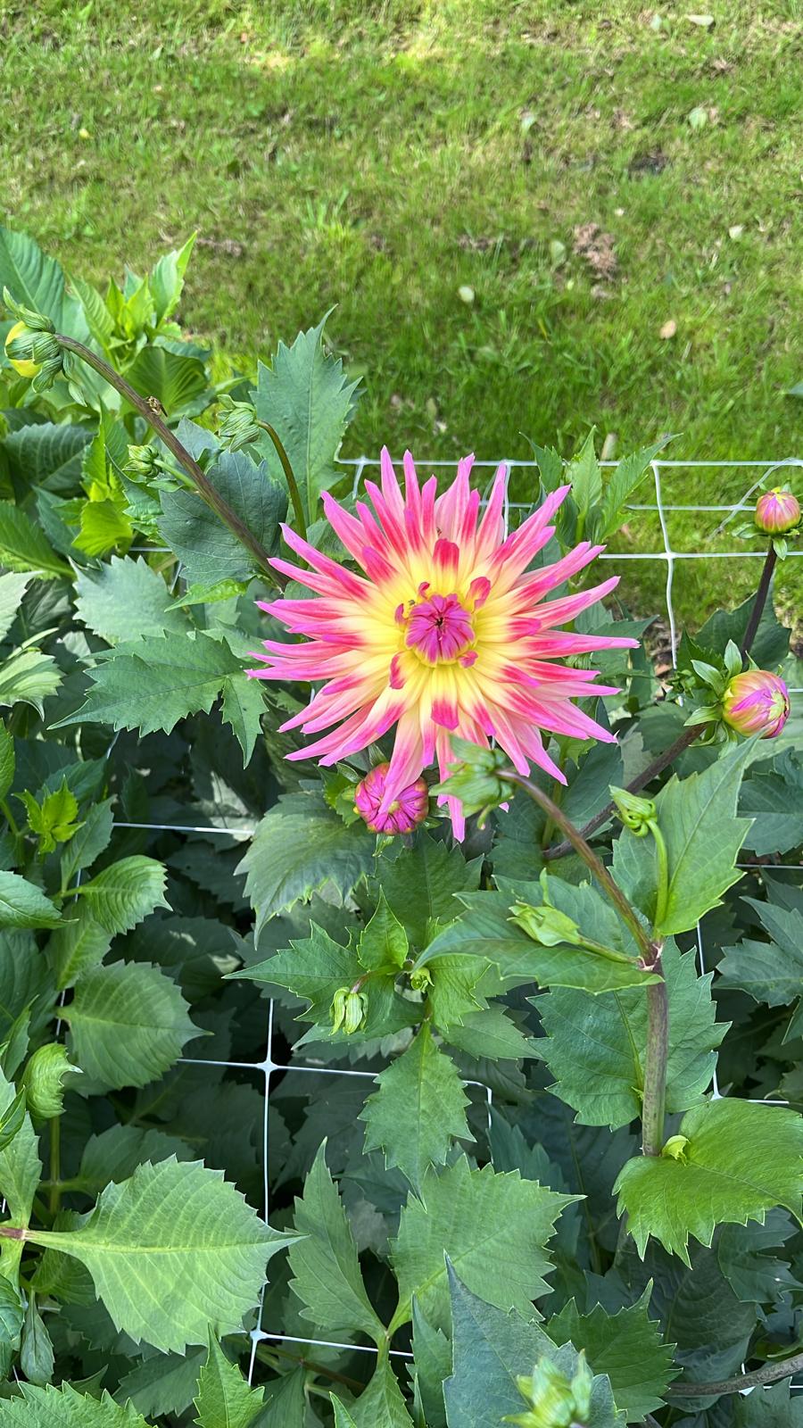 Dahlia Karma Sangria