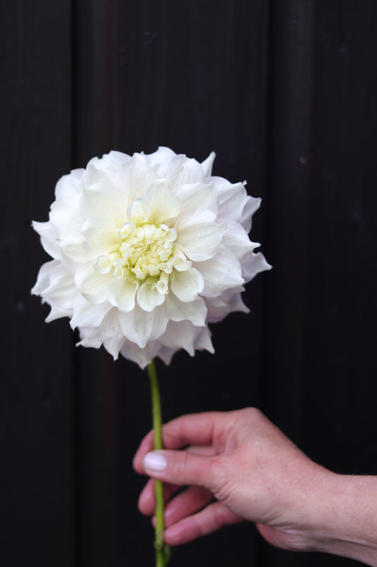 Dahlia Gitt's Perfection