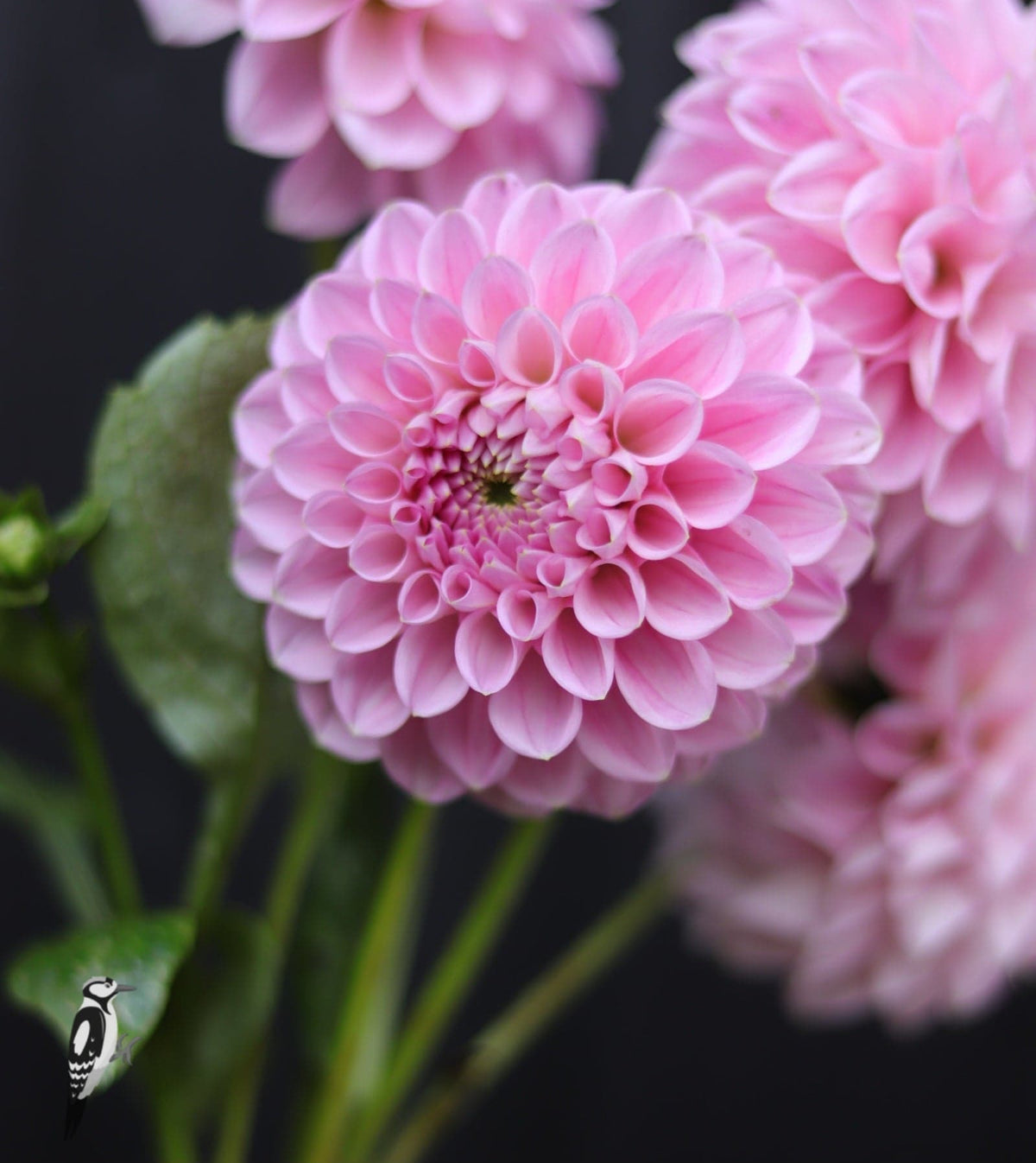 Dahlia Sweet Fabienne