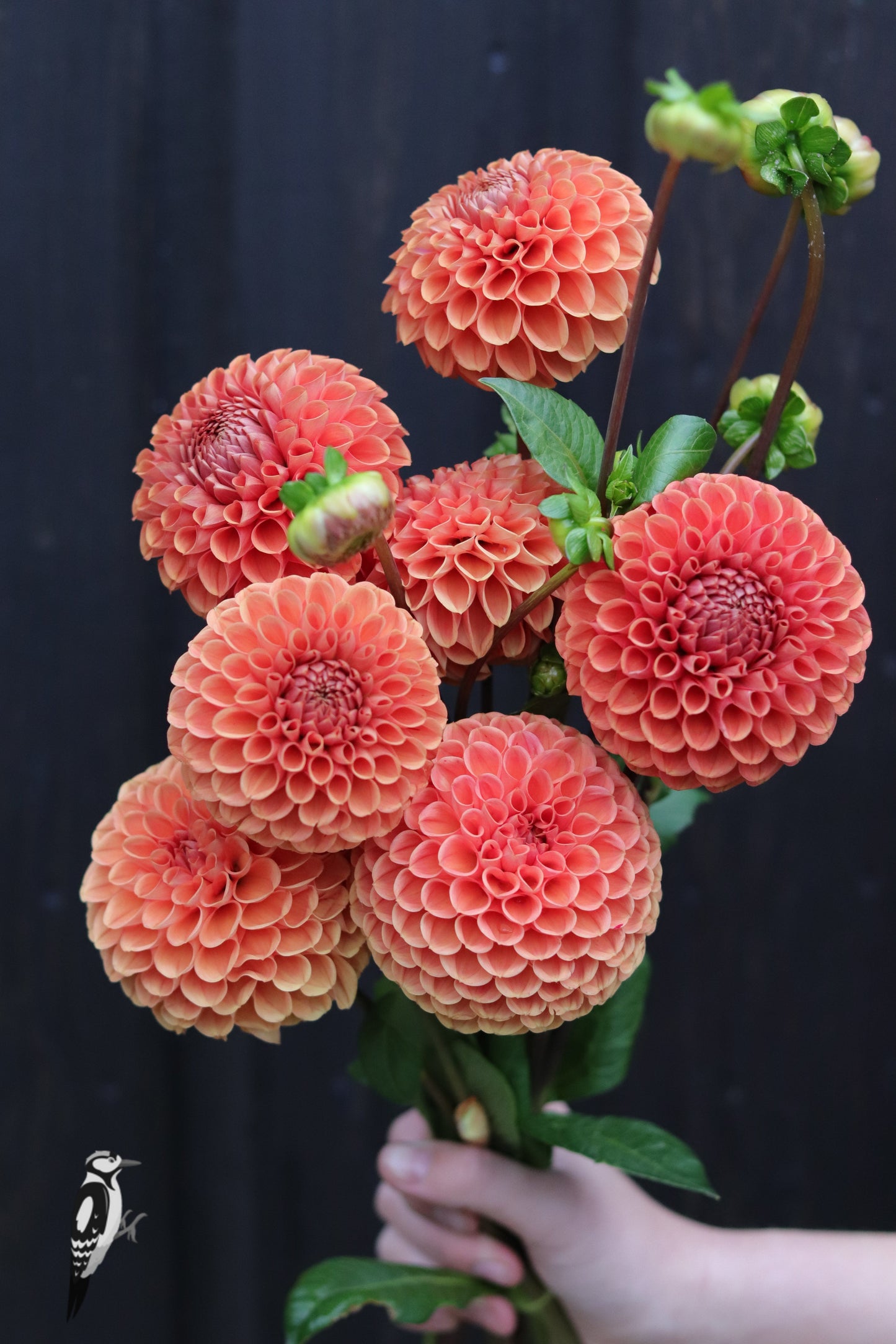 Dahlia Cornel Bronze
