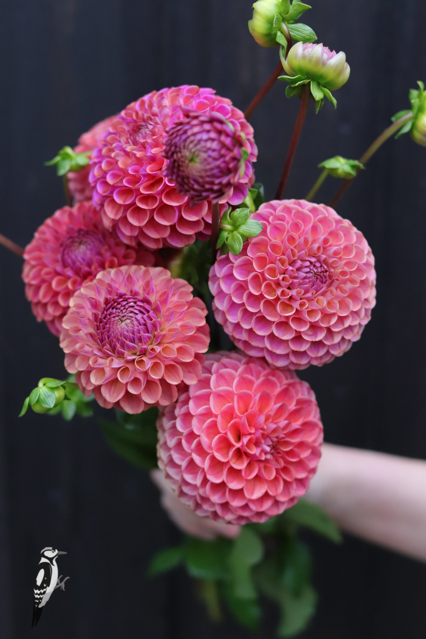 Dahlia Caitlyn's Joy