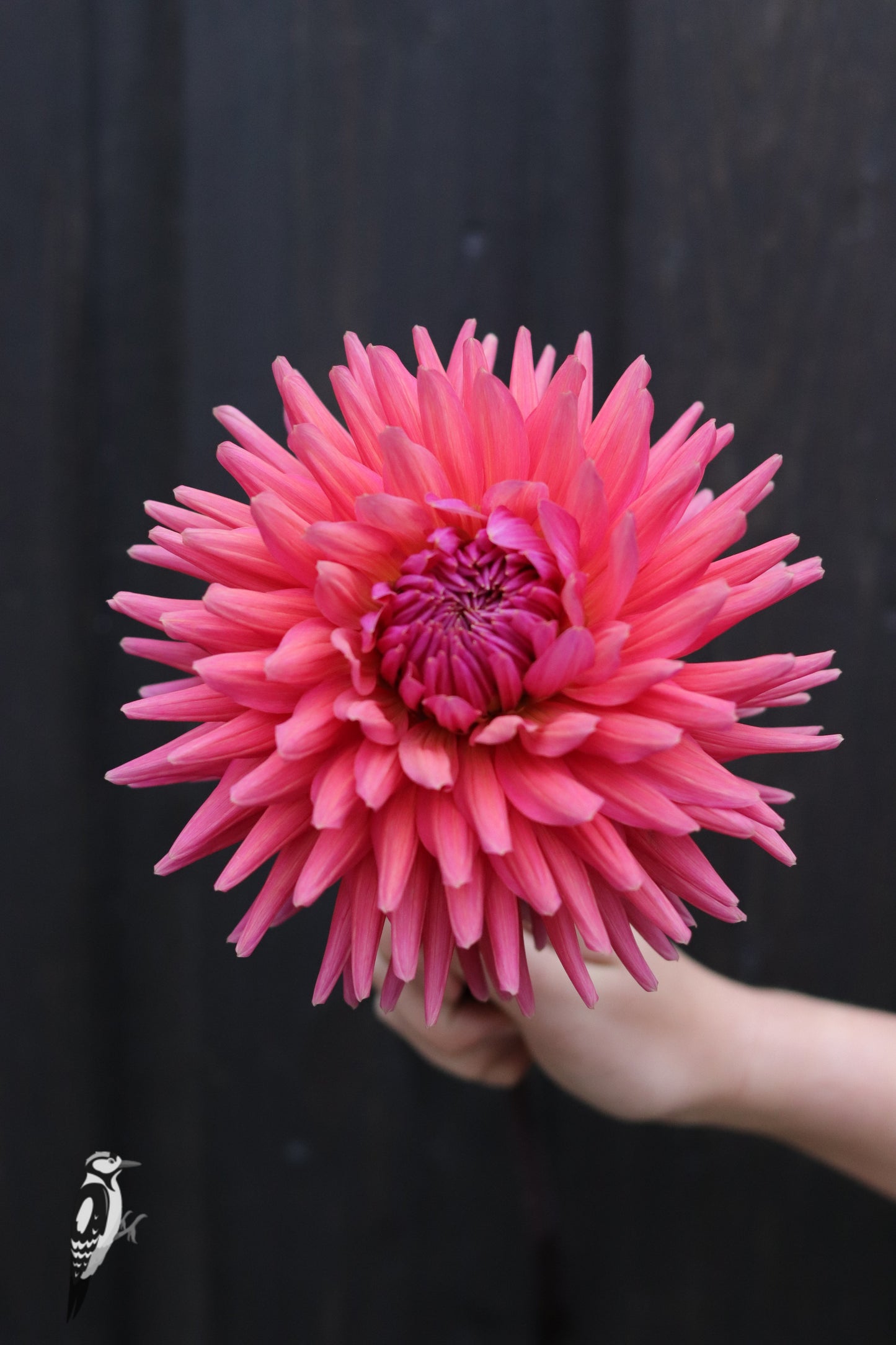 Dahlia Madeleine
