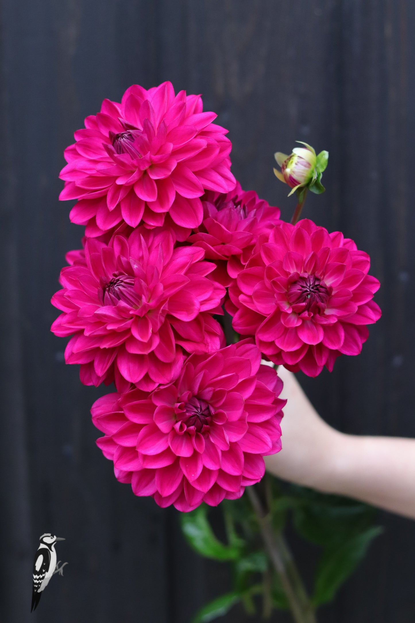 Dahlia Candy Time