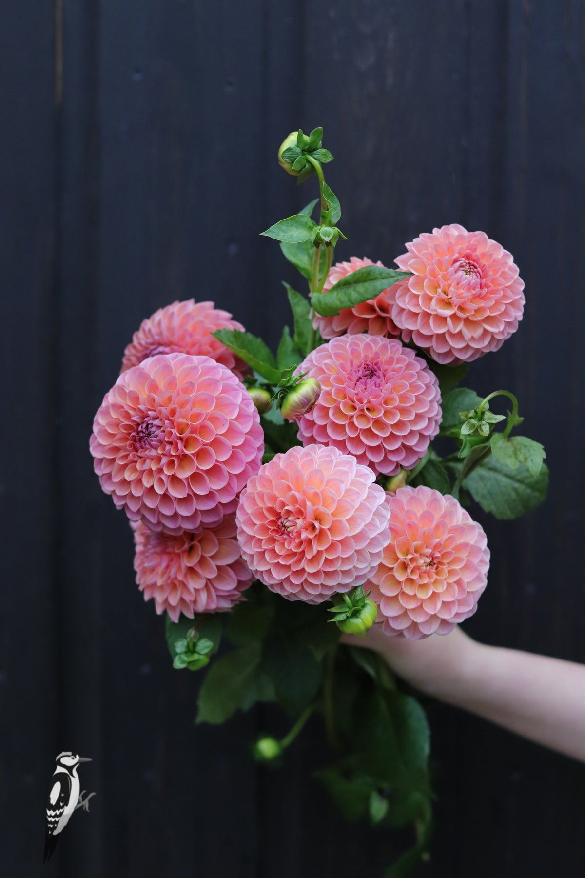 Dahlia Jowey Winnie