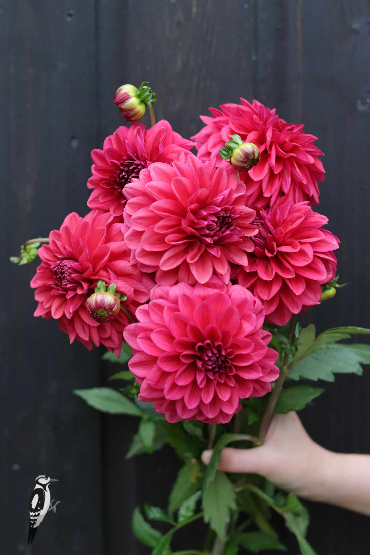 Dahlia Perch Hill
