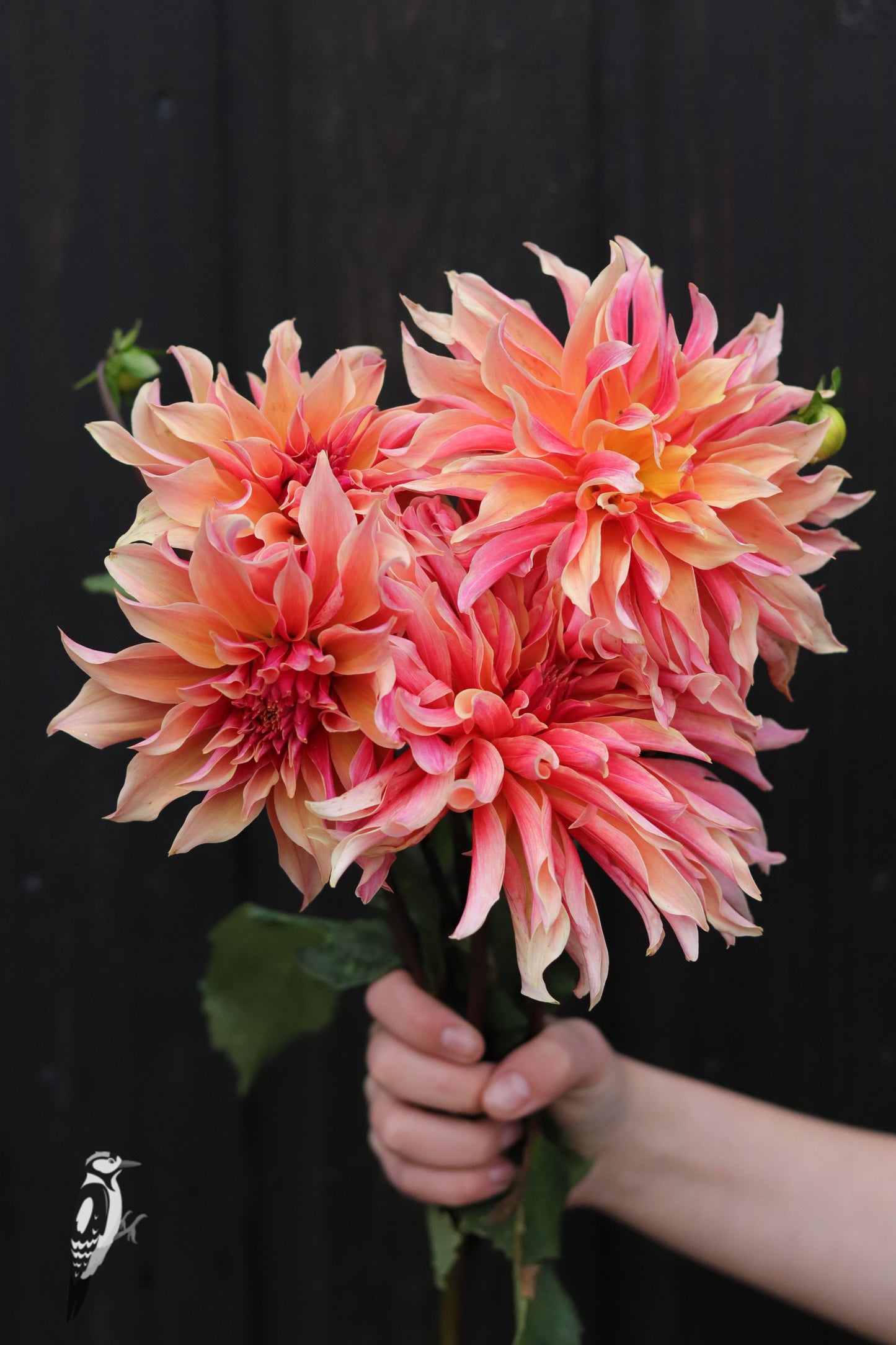 Dahlia Labyrinth