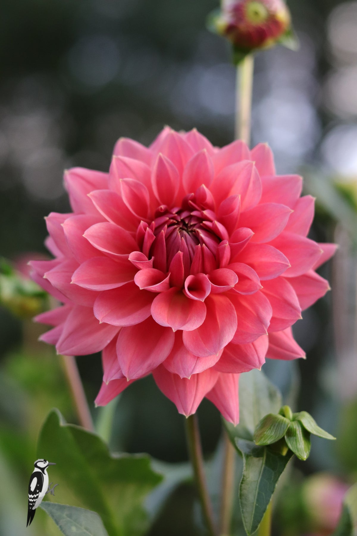 Dahlia Anne Claire