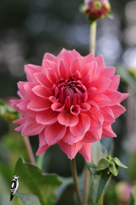 Dahlia Anne Claire