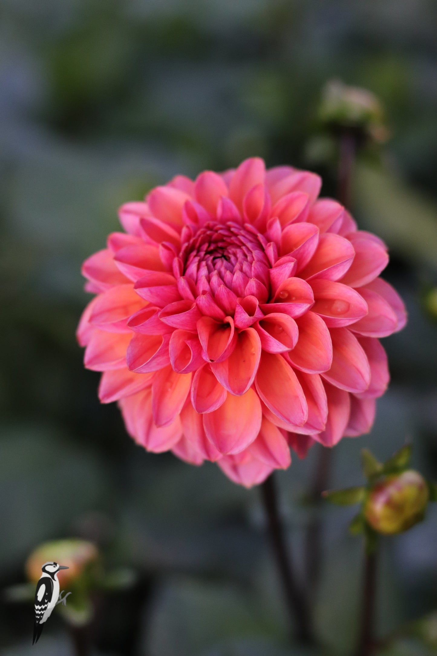 Dahlia Daisy Duke