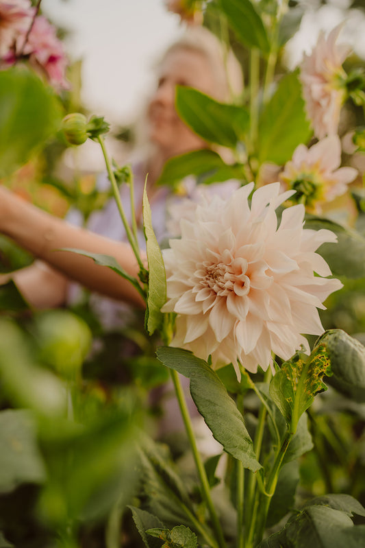 Dahlia Café au Lait