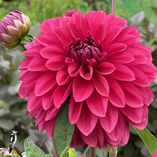 Dahlia Perch Hill
