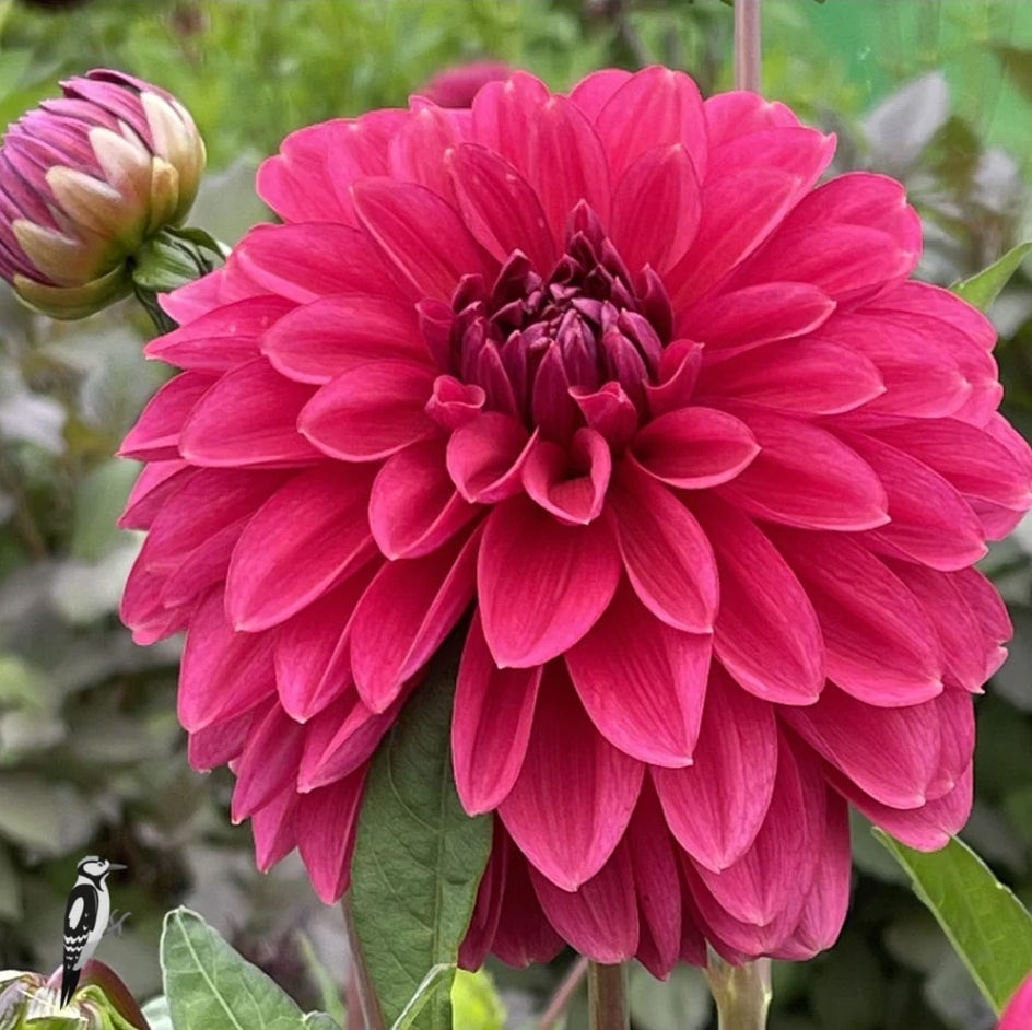 Dahlia Perch Hill