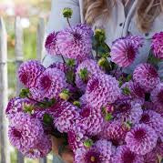 Dahlia Columbus