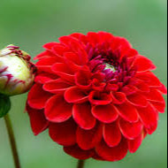 Dahlia Red Fox