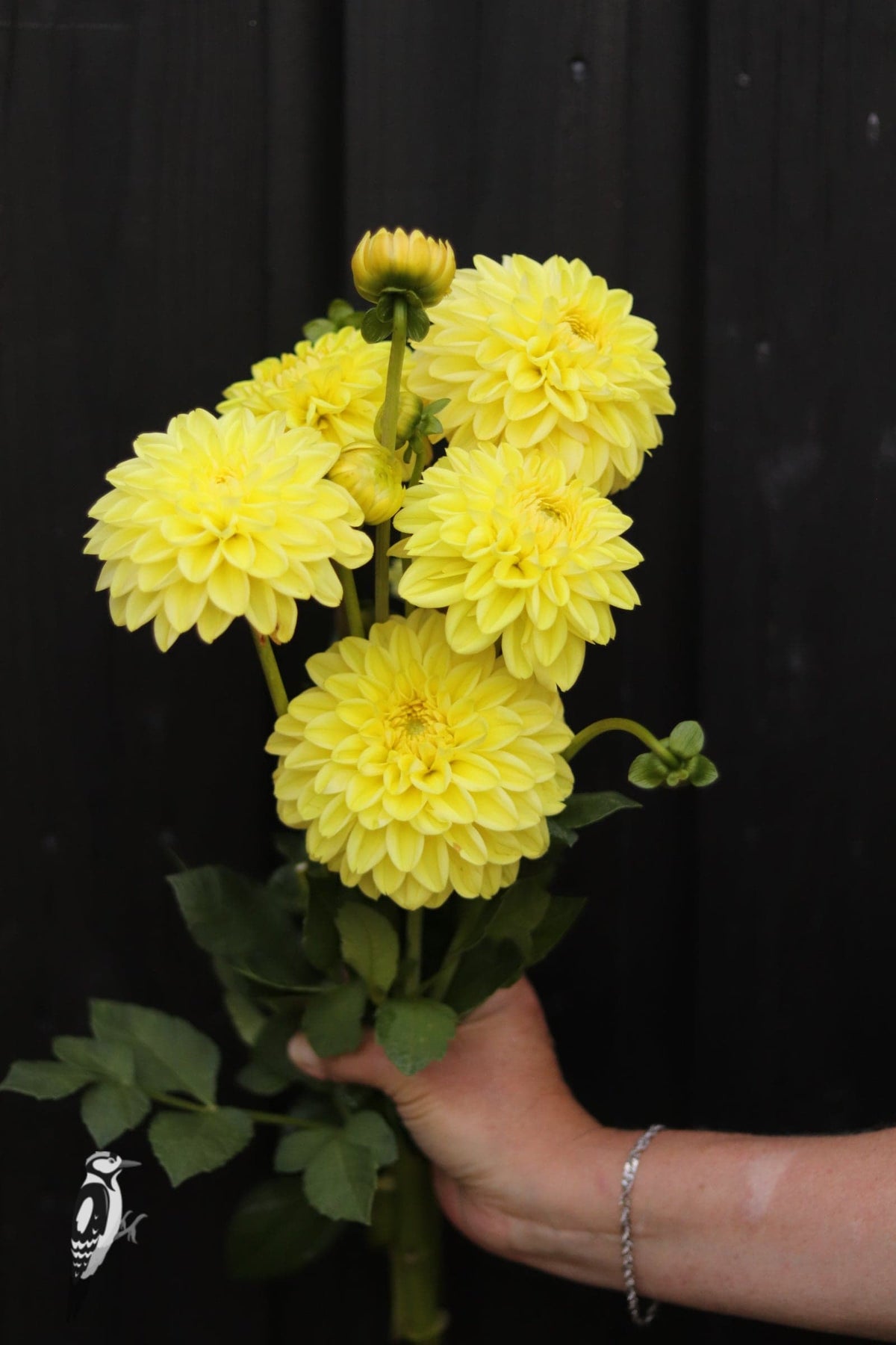 Dahlia Golden Eye
