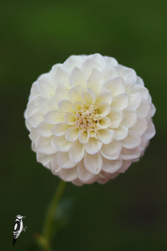 Dahlia Boom Boom White