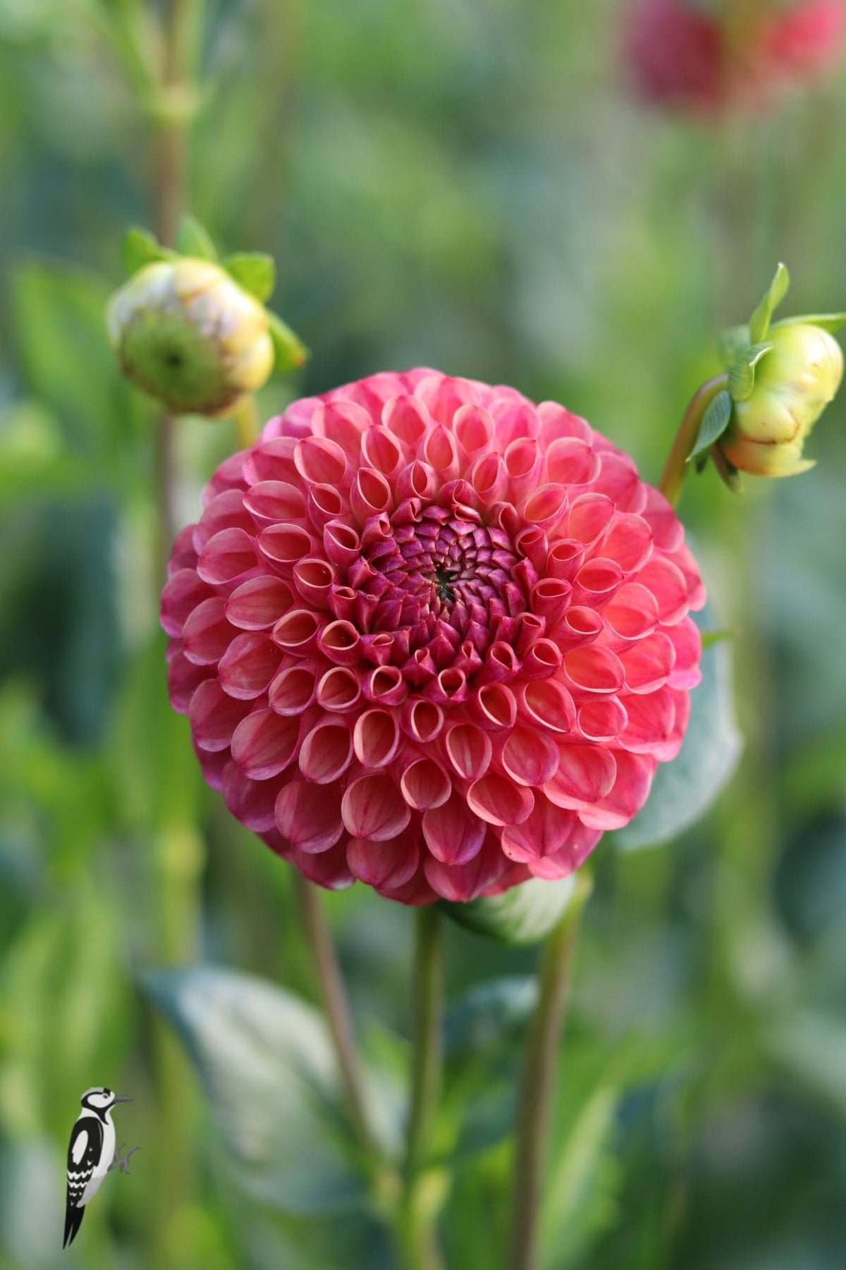 Dahlia Hapet Coppery