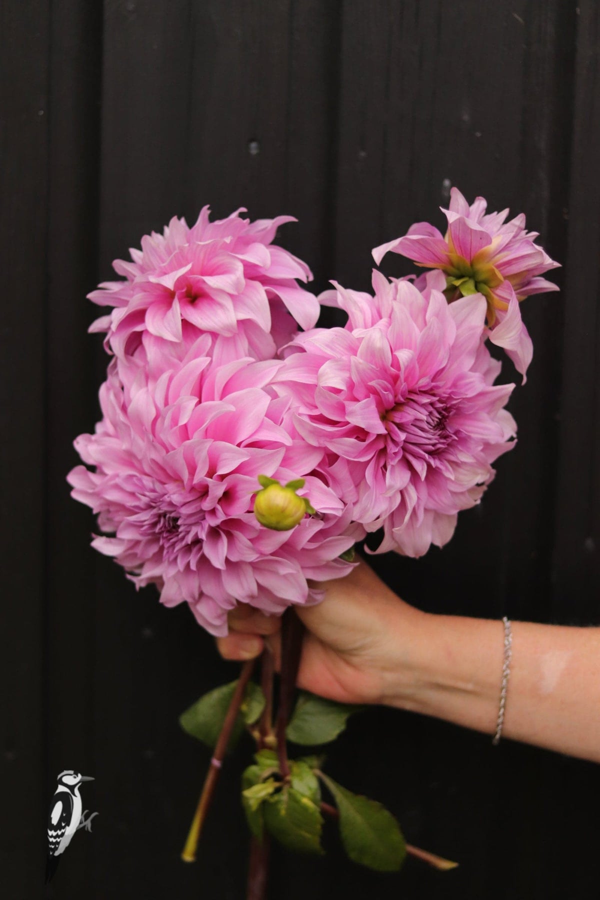 Dahlia Vassio Meggos