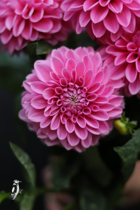 Dahlia Pink Sylvia