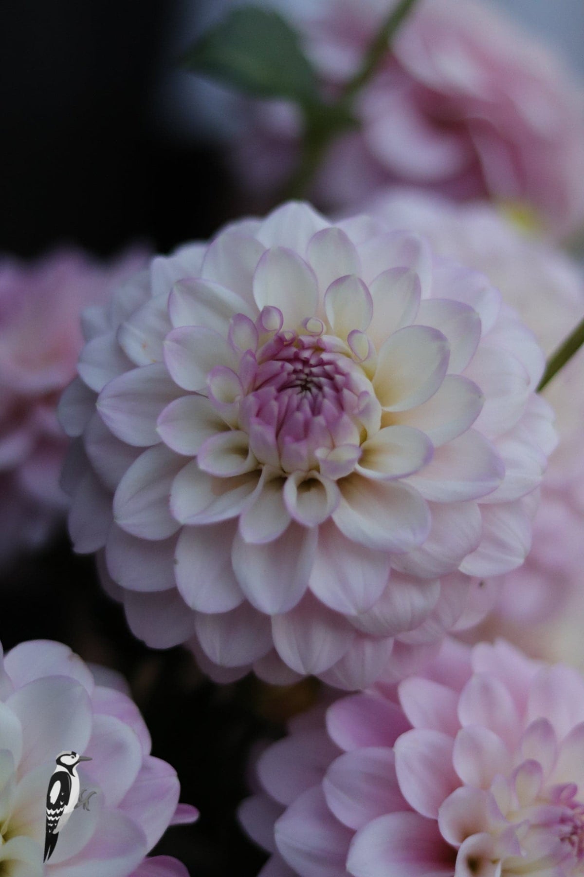 Dahlia Sefton Silvertop