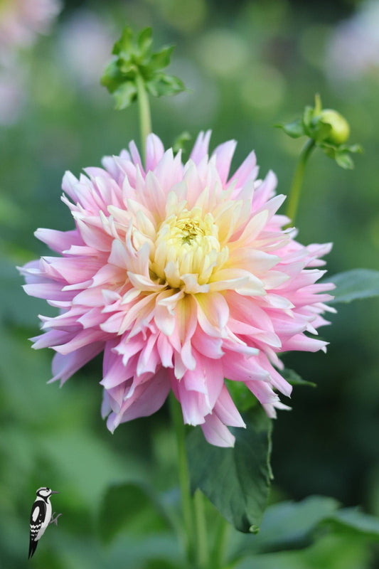 Dahlia Just Married