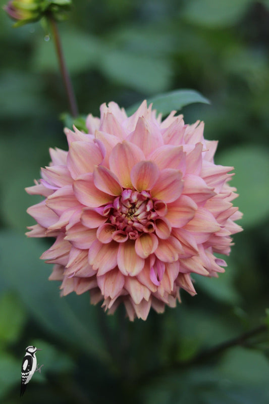 Dahlia La Belle Epoque