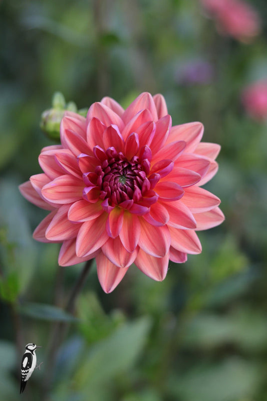 Dahlia Dutch Pearl