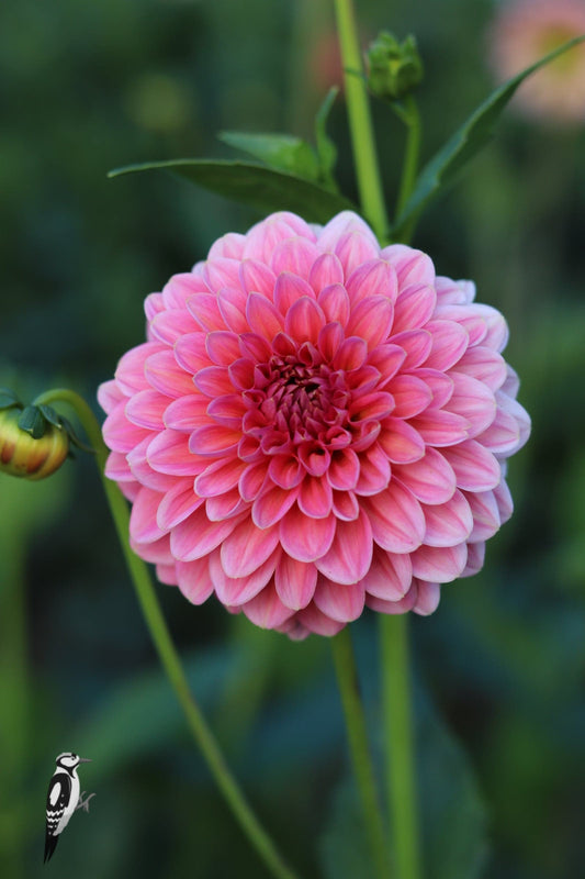 Dahlia Pink Runner