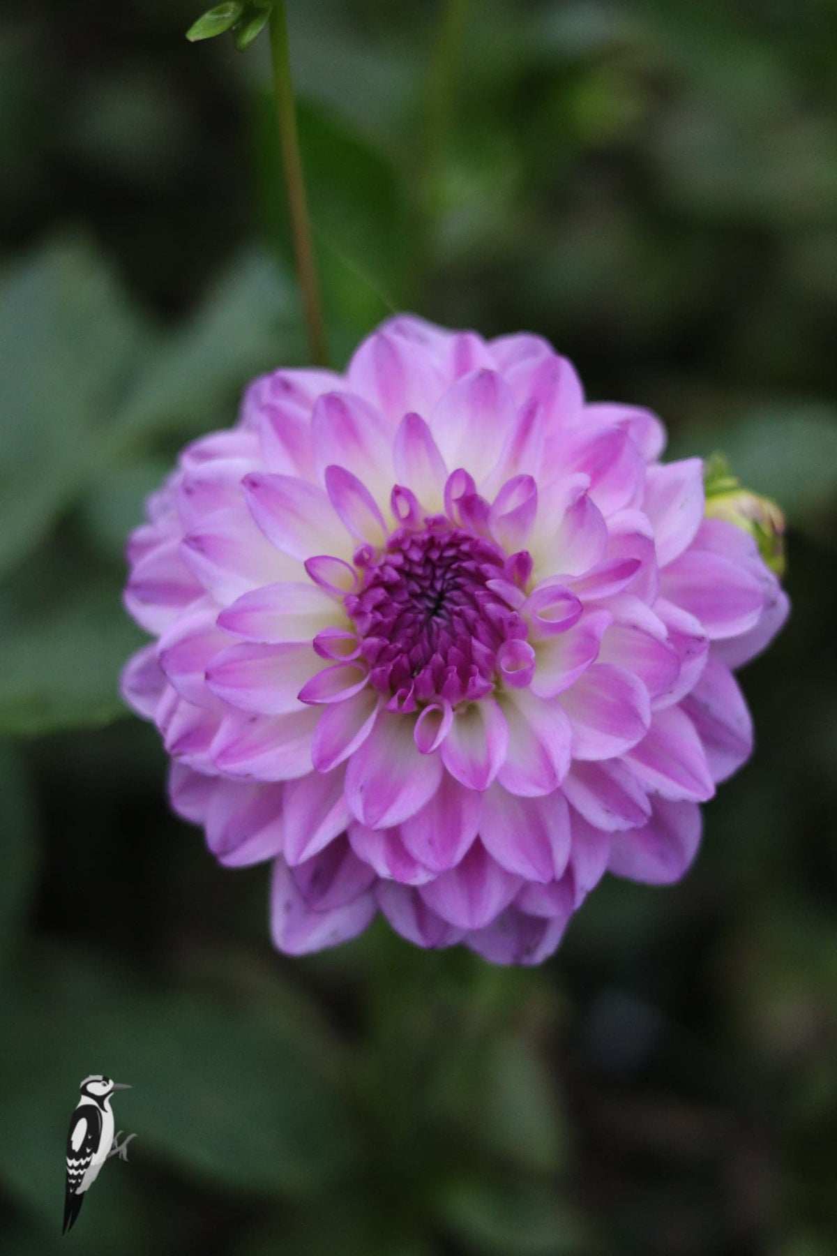 Dahlia Mediterranee