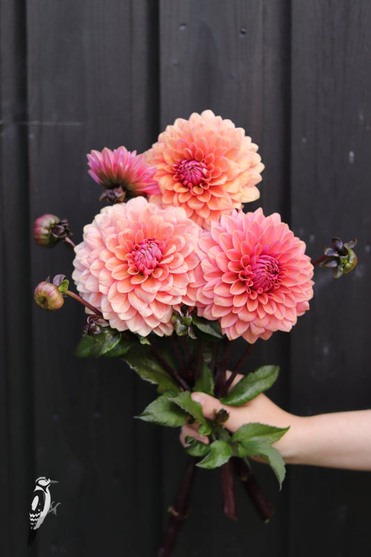 Dahlia Sweet Sanne