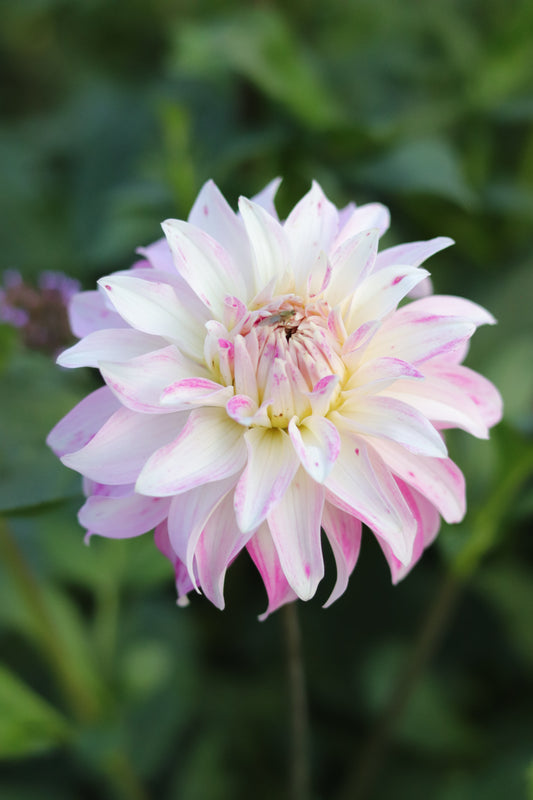 Dahlia Pink Petticoat