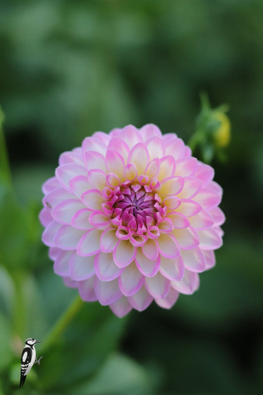 Dahlia Arbatax