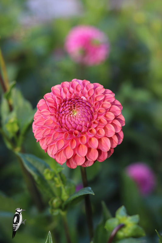 Dahlia Caitlyn's Joy