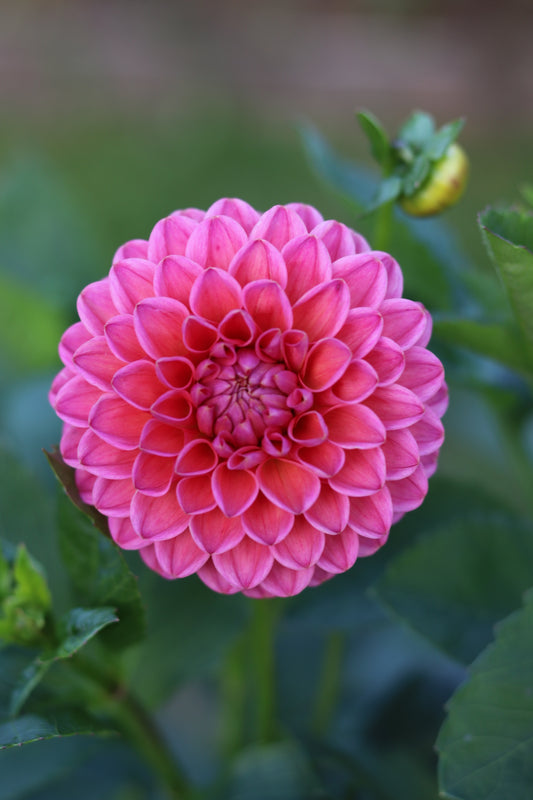 Dahlia Dikara Superb