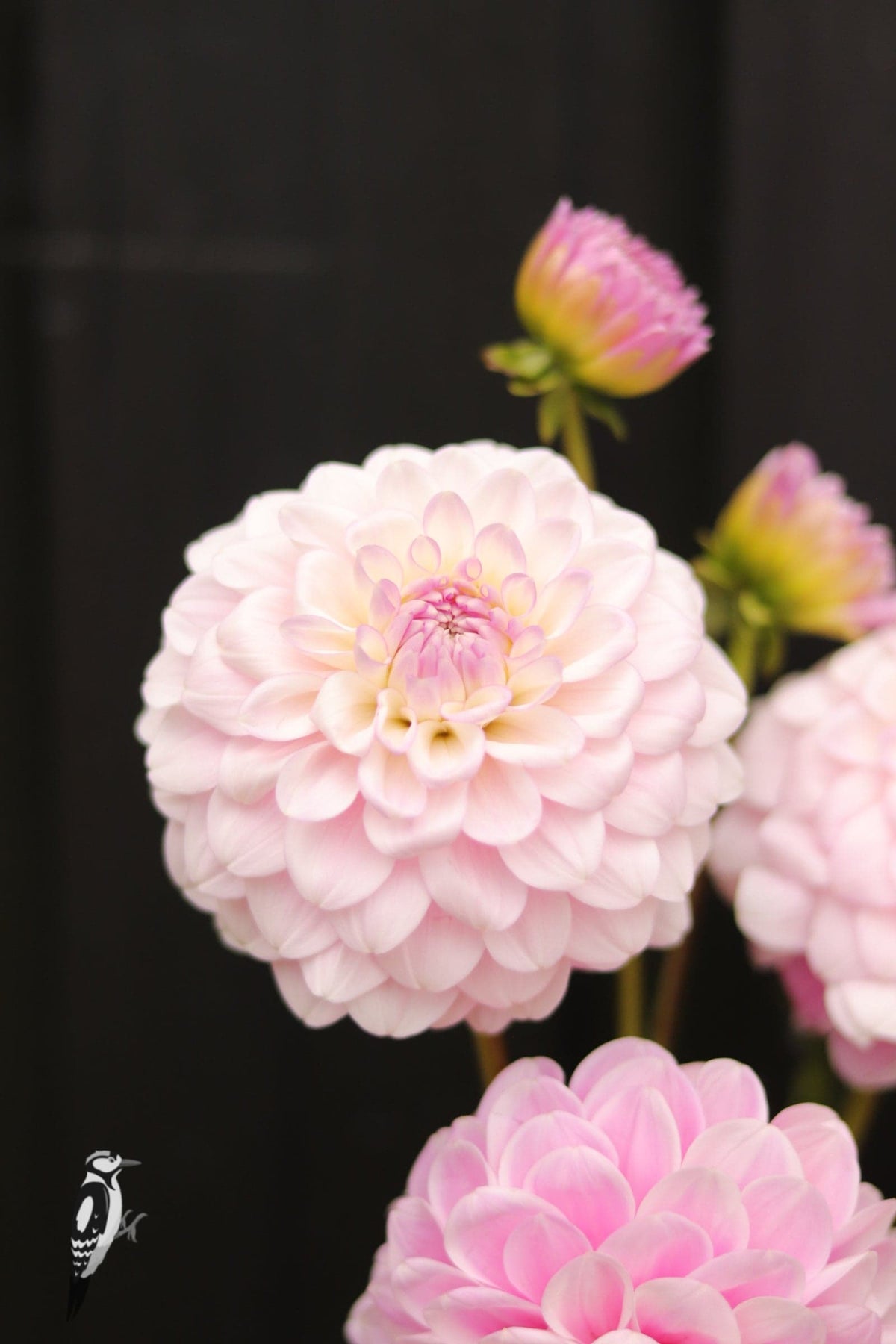 Dahlia Janick's Symphony