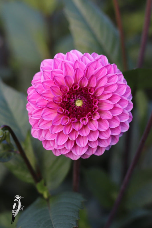 Dahlia Chicago