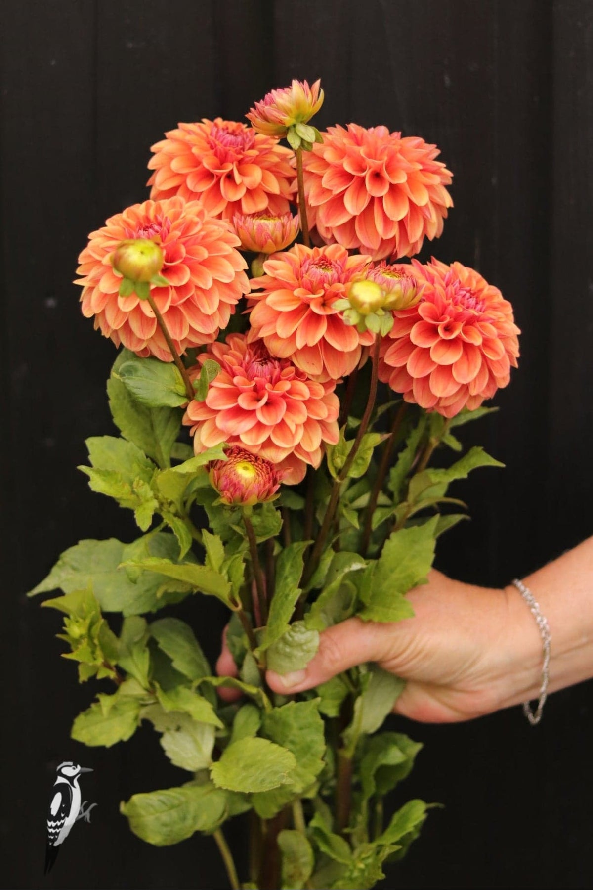 Dahlia Iced Tea