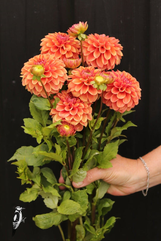 Dahlia Iced Tea