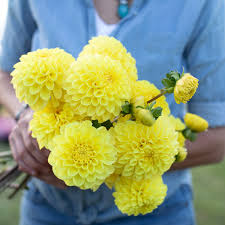 Dahlia Yellow Symphony