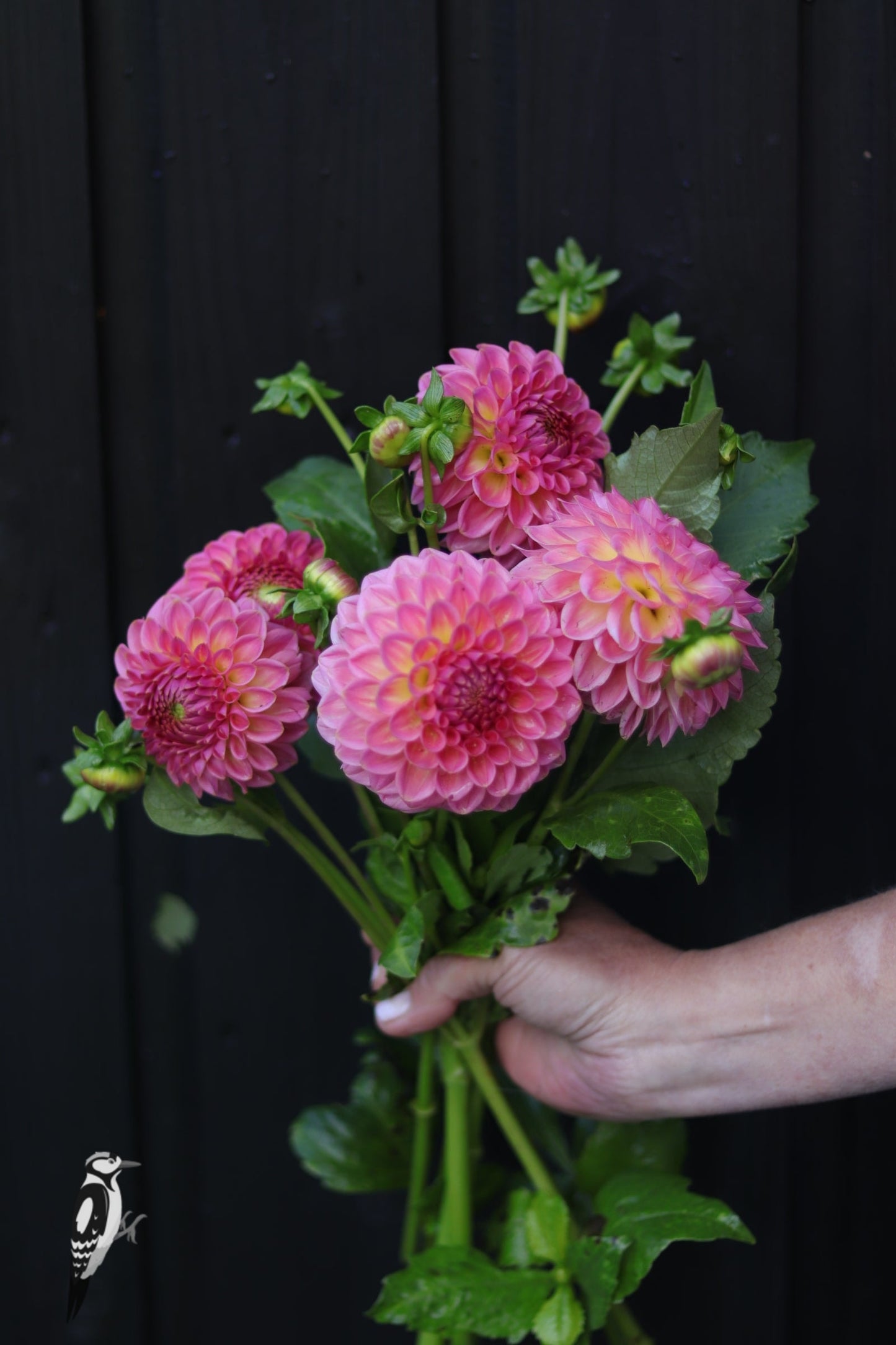 Dahlia Pink Suffusion