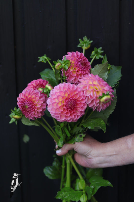 Dahlia Pink Suffusion